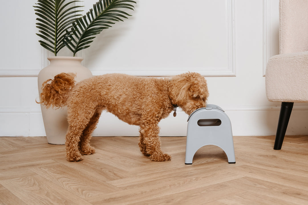 Megaesophagus in Dogs: Feeding Tips, Management & How the Right Feeder Helps