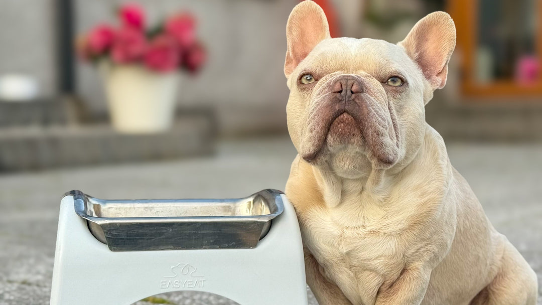 Can a Raised Dog Bowl Help with Acid Reflux and Digestive Issues in Dogs?