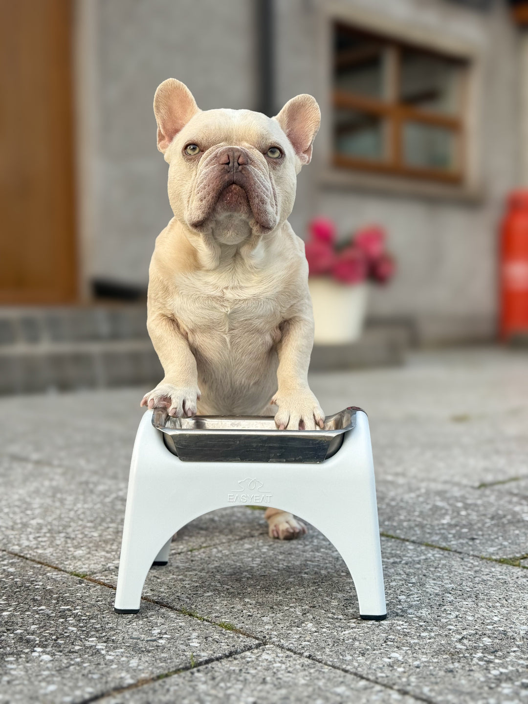 The Best Bowl for Brachycephalic Dogs: What Flat-Faced Breeds Really Need