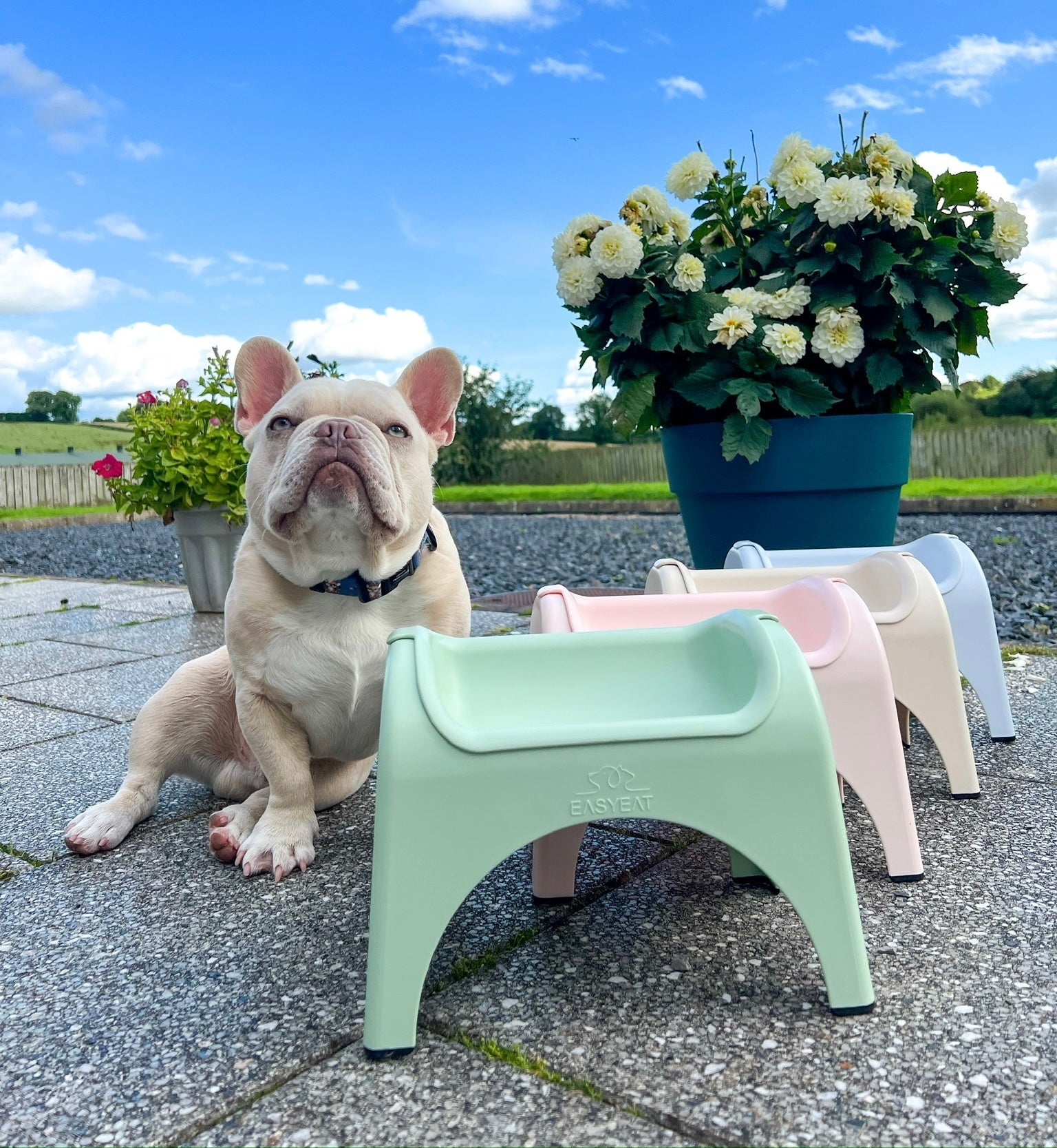 Raised Dog Bowls For French Bulldogs Bowls For FlatFaced Dogs, UK